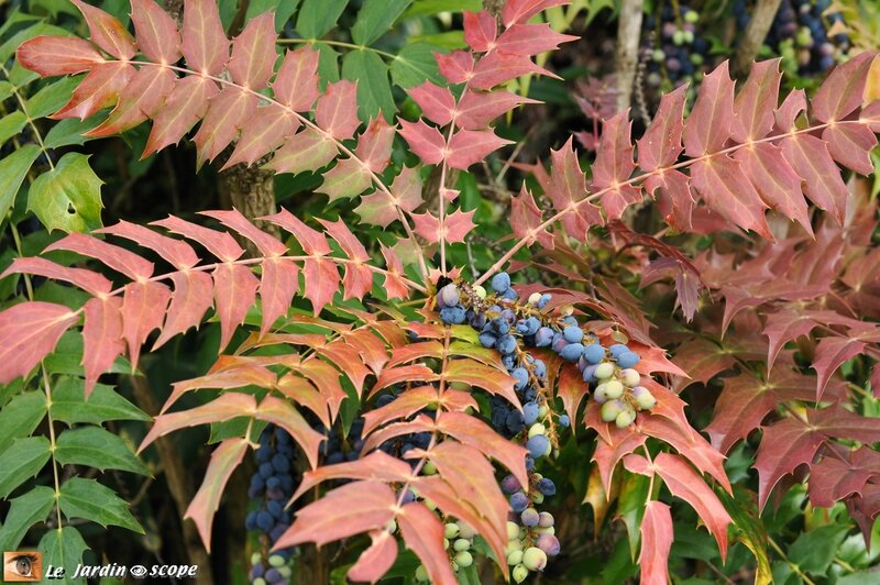 Mahonia x media Winter sun