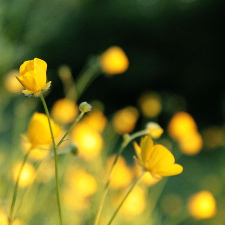 Fleurs_jaunes