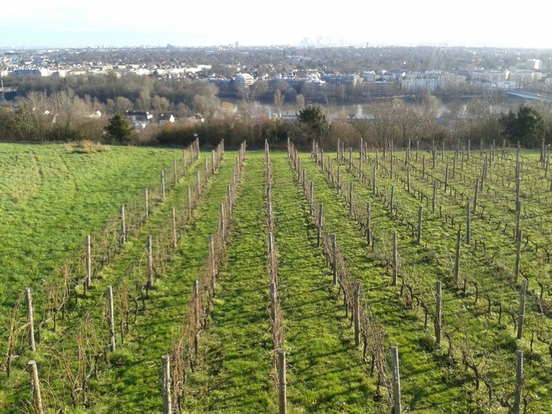 Les vignes de St Germain en Laye