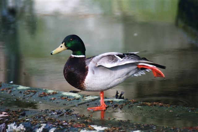 Combien De Pattes A Un Canard Canard leve la patte - mafOtOfOlie