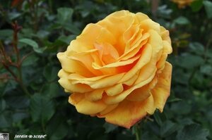 Jardin-François-0024