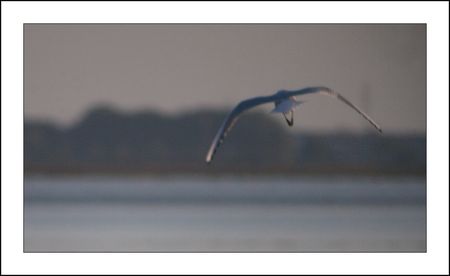 lunette_mouette_091010