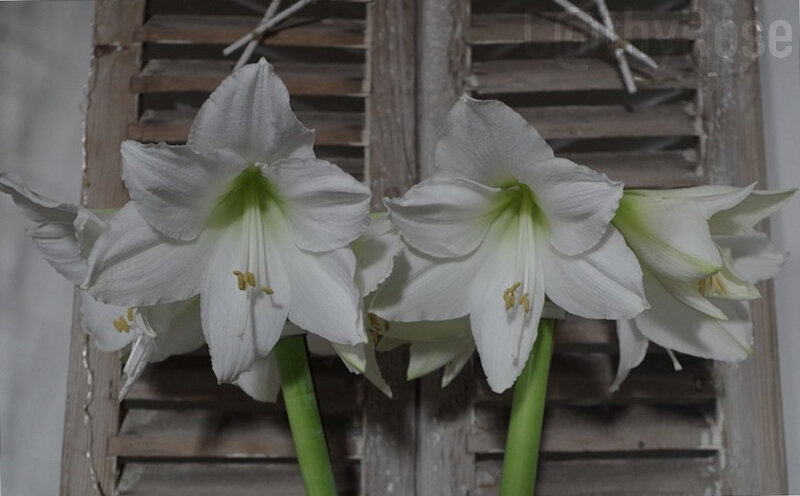 amaryllis