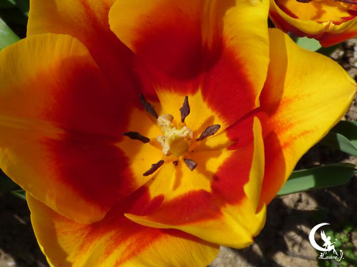 tulipes 8