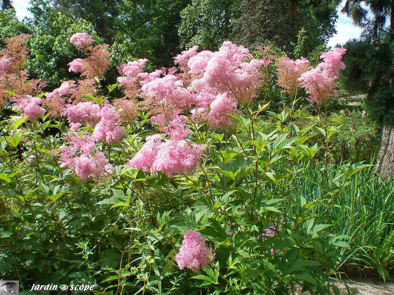 Fleurs vaporeuses du jardin thématique