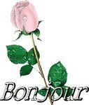 bonjour_rose