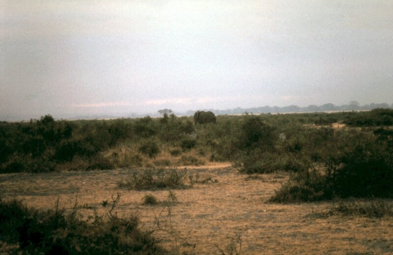 amboseli elephant ii