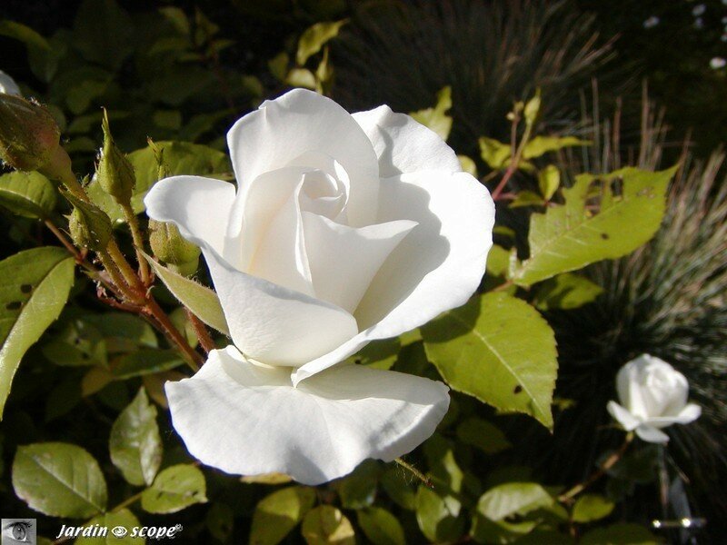 Rosier 'fée des Neiges'