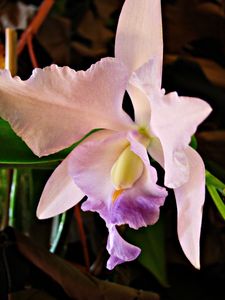 expo_orchid_es_029b