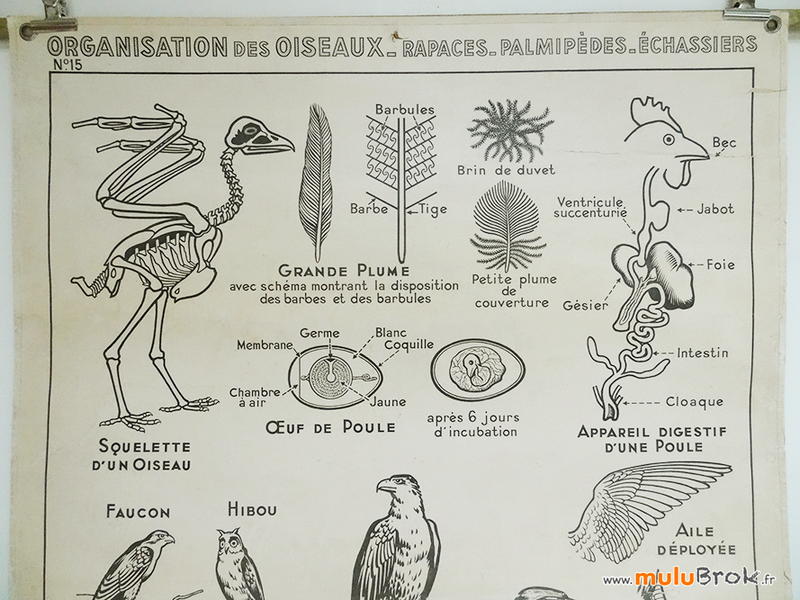 AFFICHE-OISEAUX-Hatier-2-muluBrok-Brocante