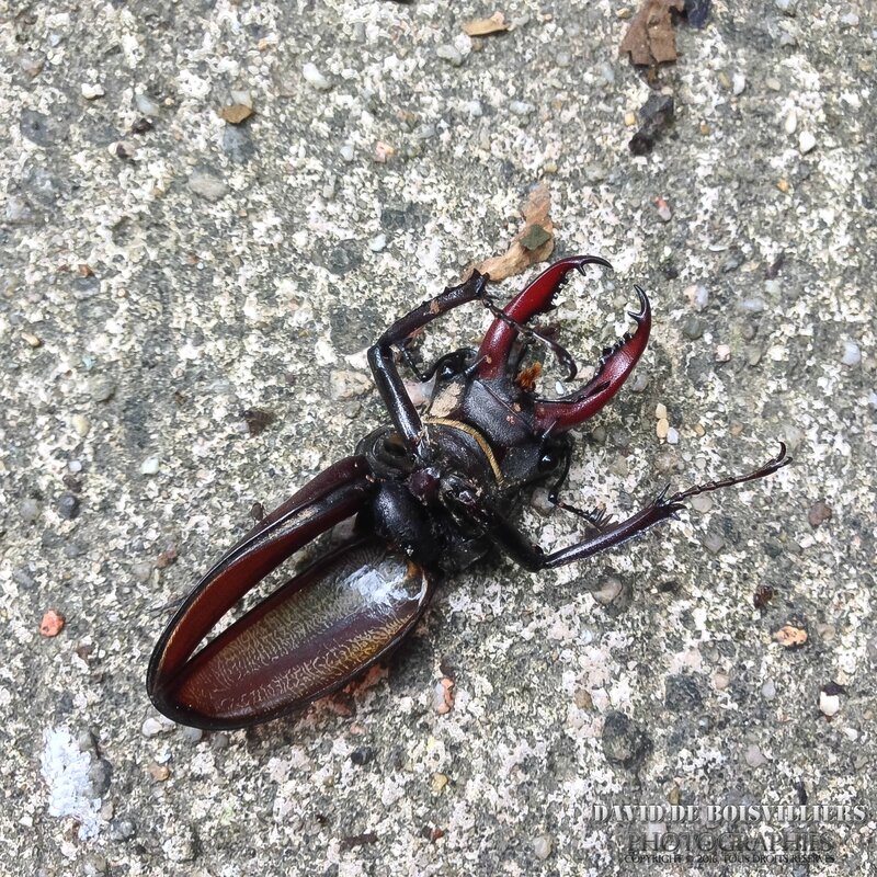 Lucane (Lucanus cervus)