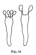 Joss fig 54