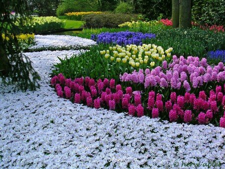 Keukenhof_2006