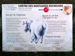 10 - Chèvre des montagnes rocheuses (2)