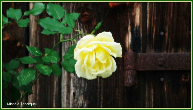 Rose jaune devant porte de grange