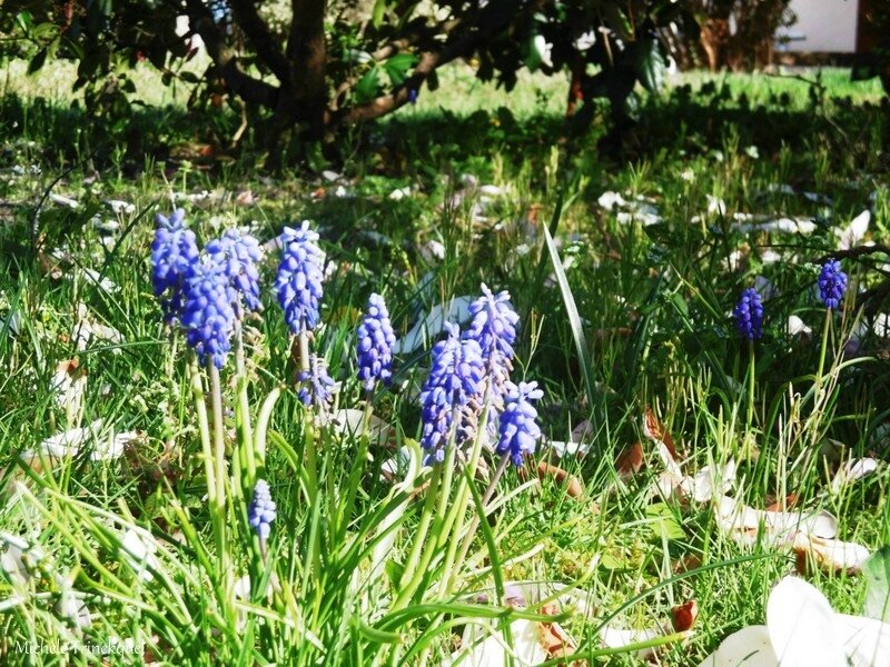 1-Arbres fleuris et fleurs de Léon 1903171