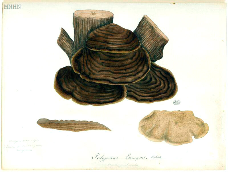 170 Polyporus evonymi Phellinus ribis