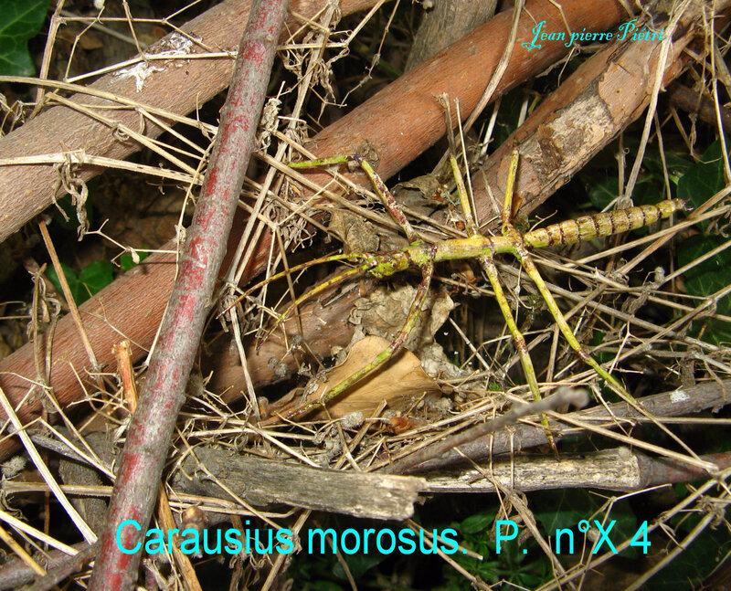 Carausius morosus n° X4