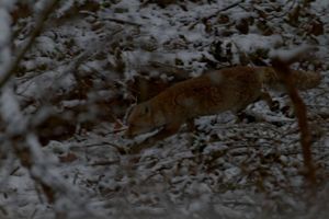 renard15_1024