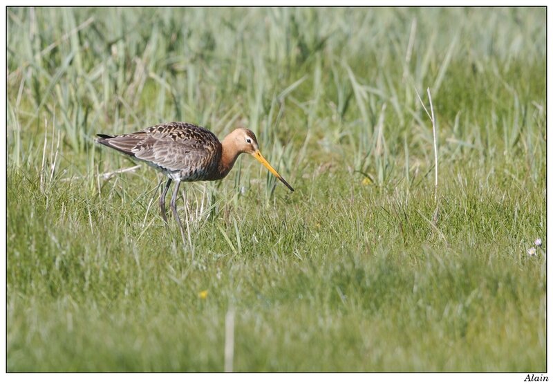 Barge à queue noire (Limosa limosa)