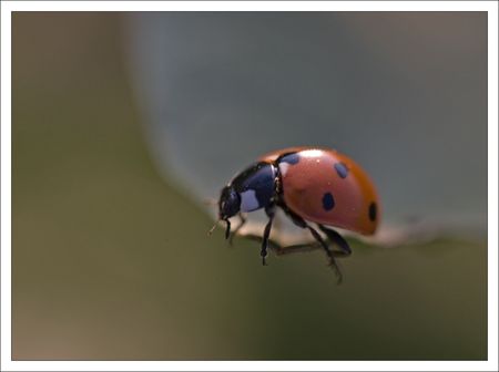 coccinelle_solitaire_270710