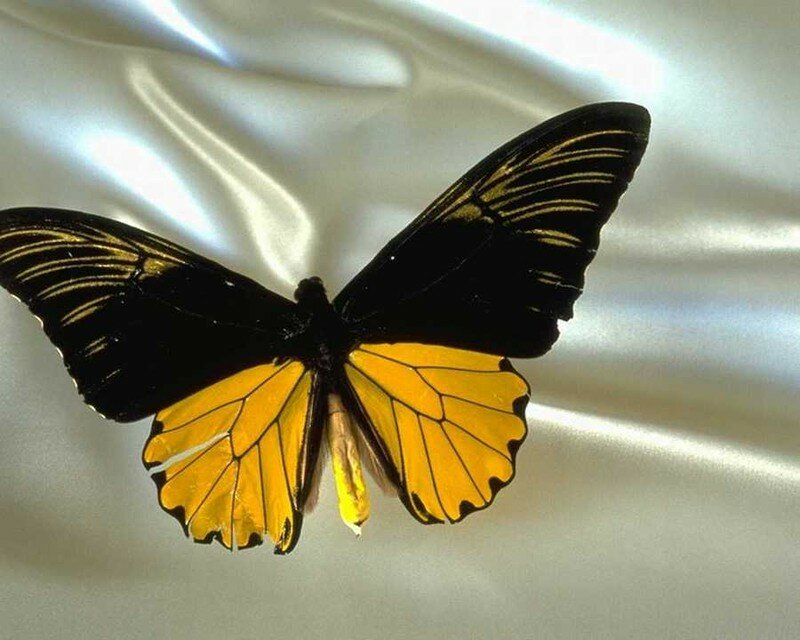 papillon_noir_et_orange