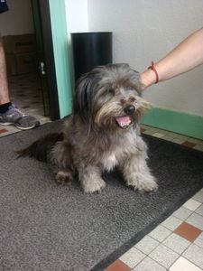 Chienne perdue le 290713