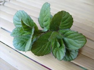 menthe