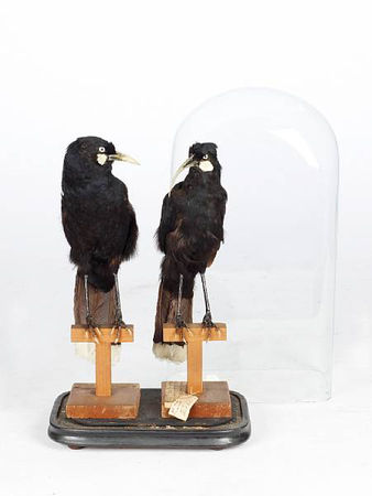 The Owston Collection of taxidermy birds - Eloge de l'Art par