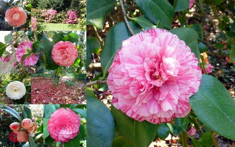jardin_des_cam_lias