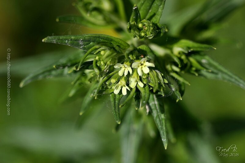 Lithospermum officinale