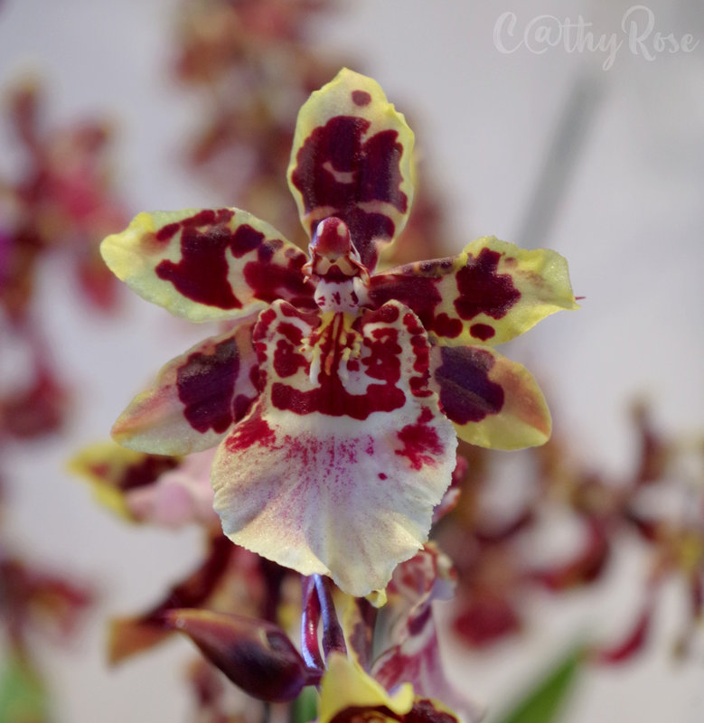 orchidées (15)