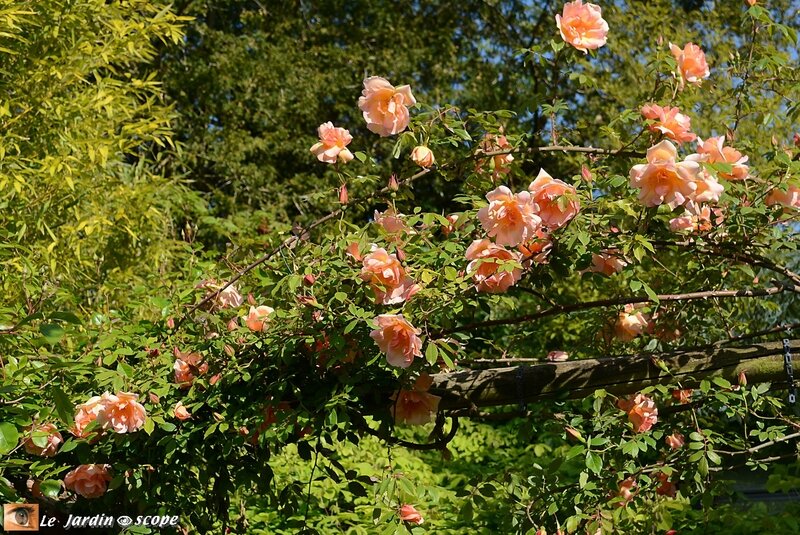 Rosier-Fortune-double-yellow-2