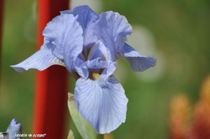 Iris_nain_lilliput_bleue_Denim