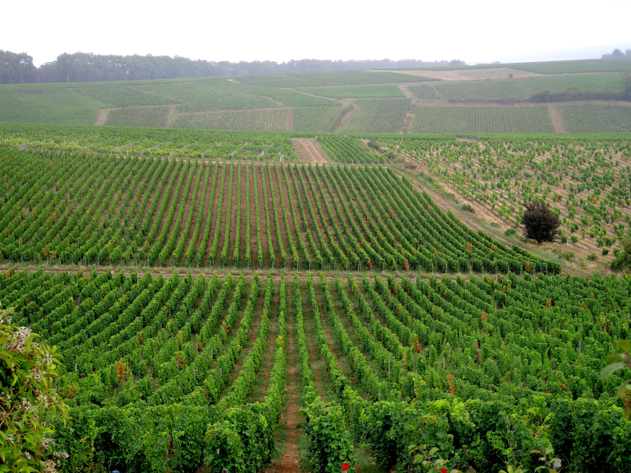 Pouilly-sur-Loire, de Loire en vignes, la Loge aux moines, lignes de vignes