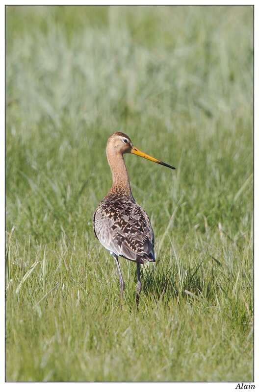 Barge à queue noire (Limosa limosa)