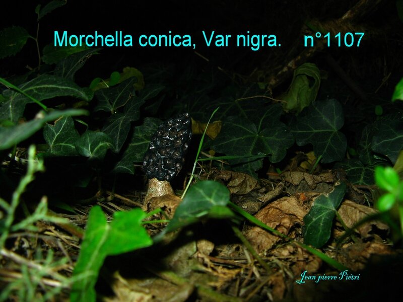 Morchella conica var nigra n°1005