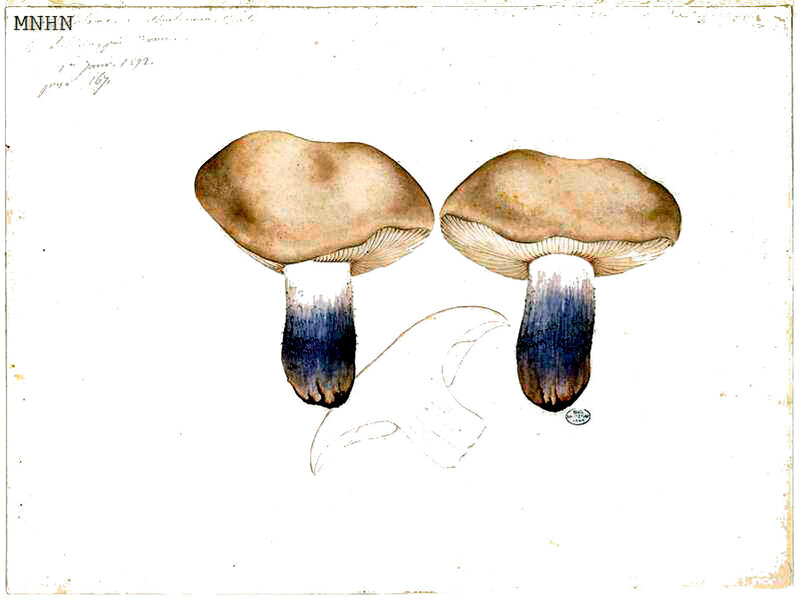 197 Tricholoma amethysticum Quél