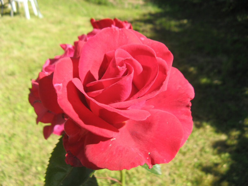 rose au centre Assise