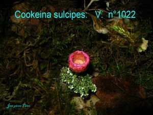 Cookeina sulcipes n°1022