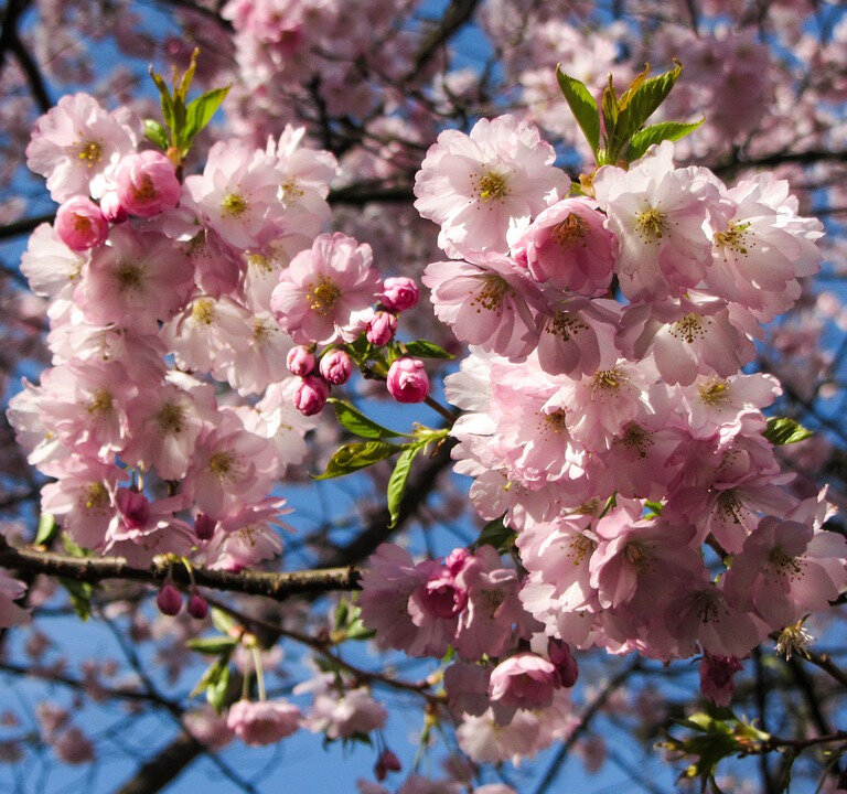 printemps