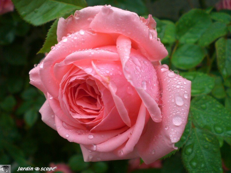 Rose 'Kimono'