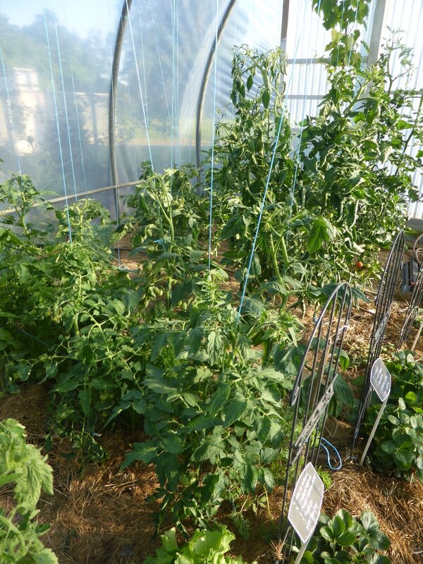 27-tomates serre (5)