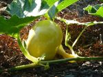 potager 28 juillet 2012 (46)