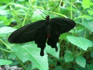 Pachliopta kotzebuea • Papilionidae