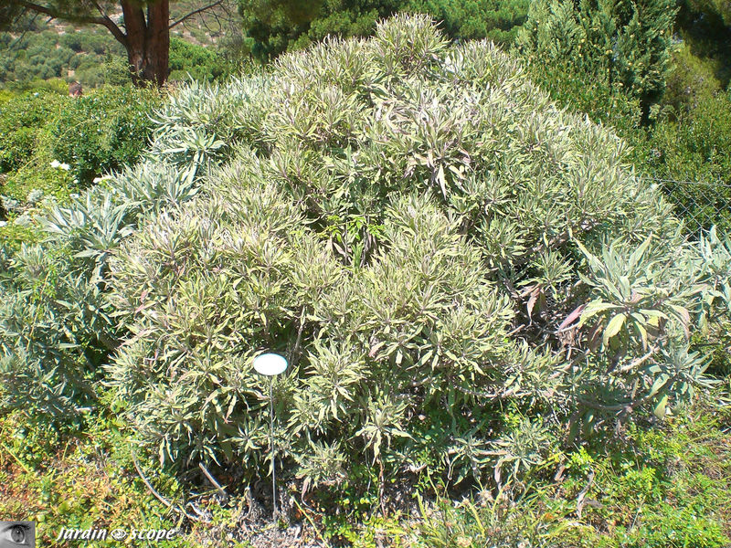 Viperine des Canaries • Echium fastuosum