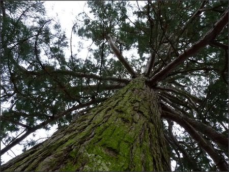 Montier_arbre_191110