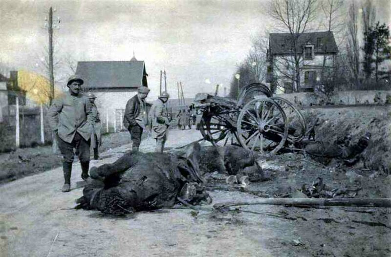 Chevaux victimes de GG