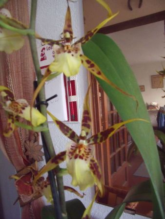 orchidée 008
