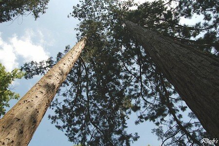 sequoias_wellingtonia_A
